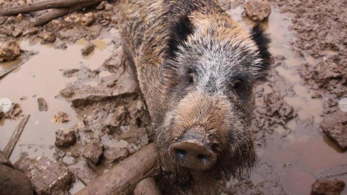 Maggie, un porc senglar femella que viu al Zoo del Pirineu