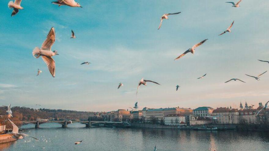 El procesamiento cerebral es diferente en aves y mamíferos