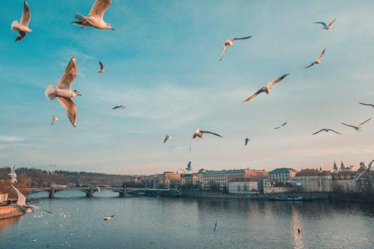 El procesamiento cerebral es diferente en aves y mamíferos