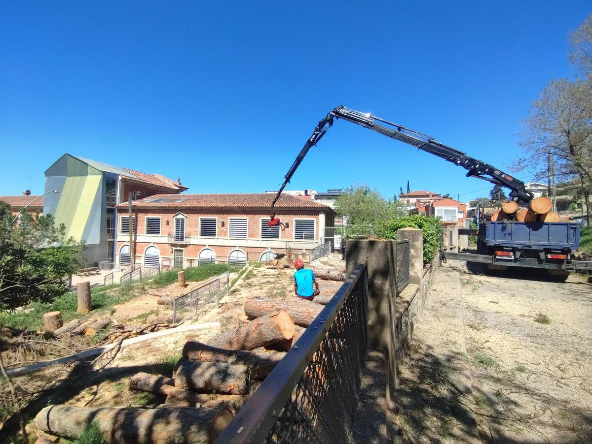Operaris treballen en la tala dels pins de la pineda de l’Annexa, al costat del centre escolar.