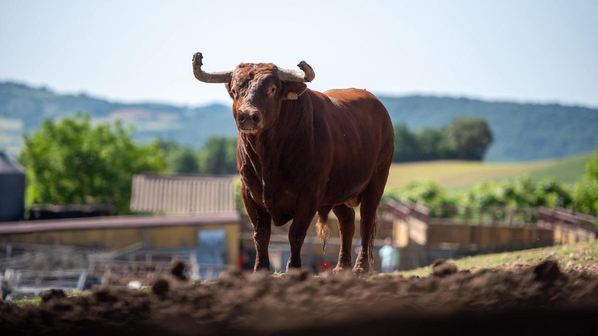 &quot;Espléndido&quot;, el torito del sábado en las Fiestas de Benavente, en la finca.