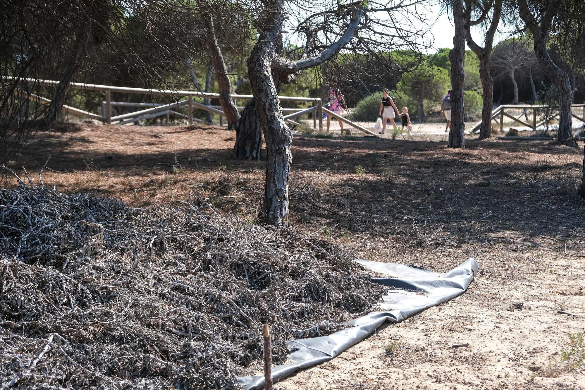 Vecinos de La Marina denuncian el mal estado de su pinada. Este es su estado actual.