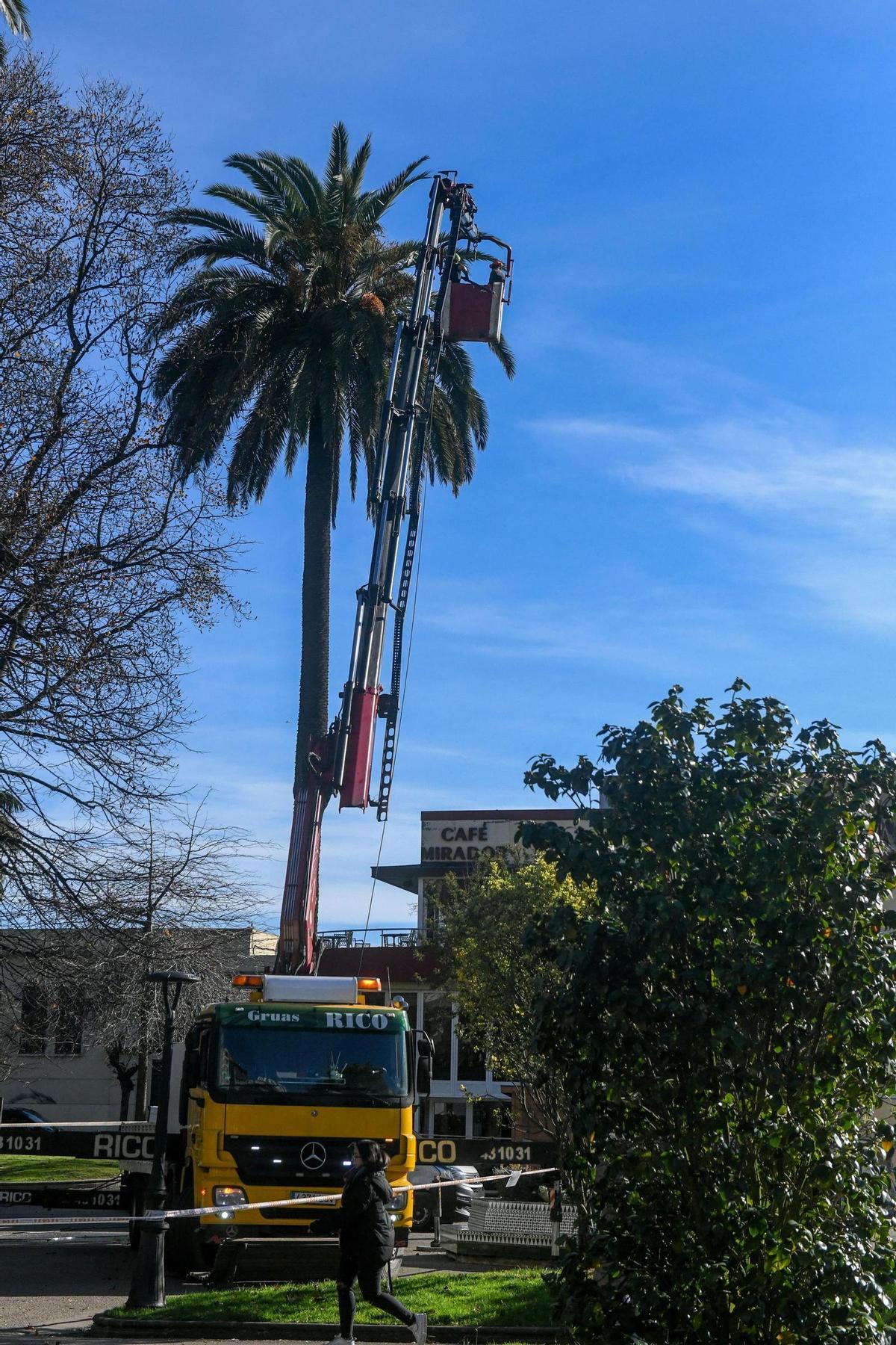 'Medicinas' contra el picudo rojo para las palmeras de A Coruña
