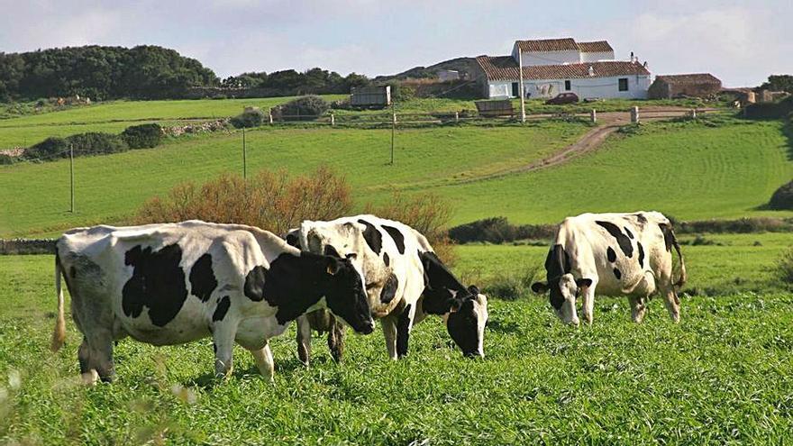 Agricultura Ayudas para la recría de ganado vacuno