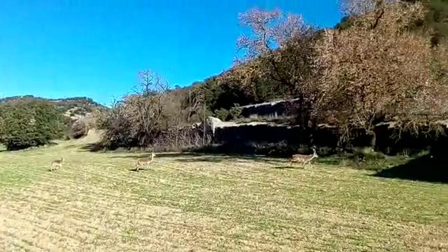 Cabras hispánicas invaden campos sembrados en Morella