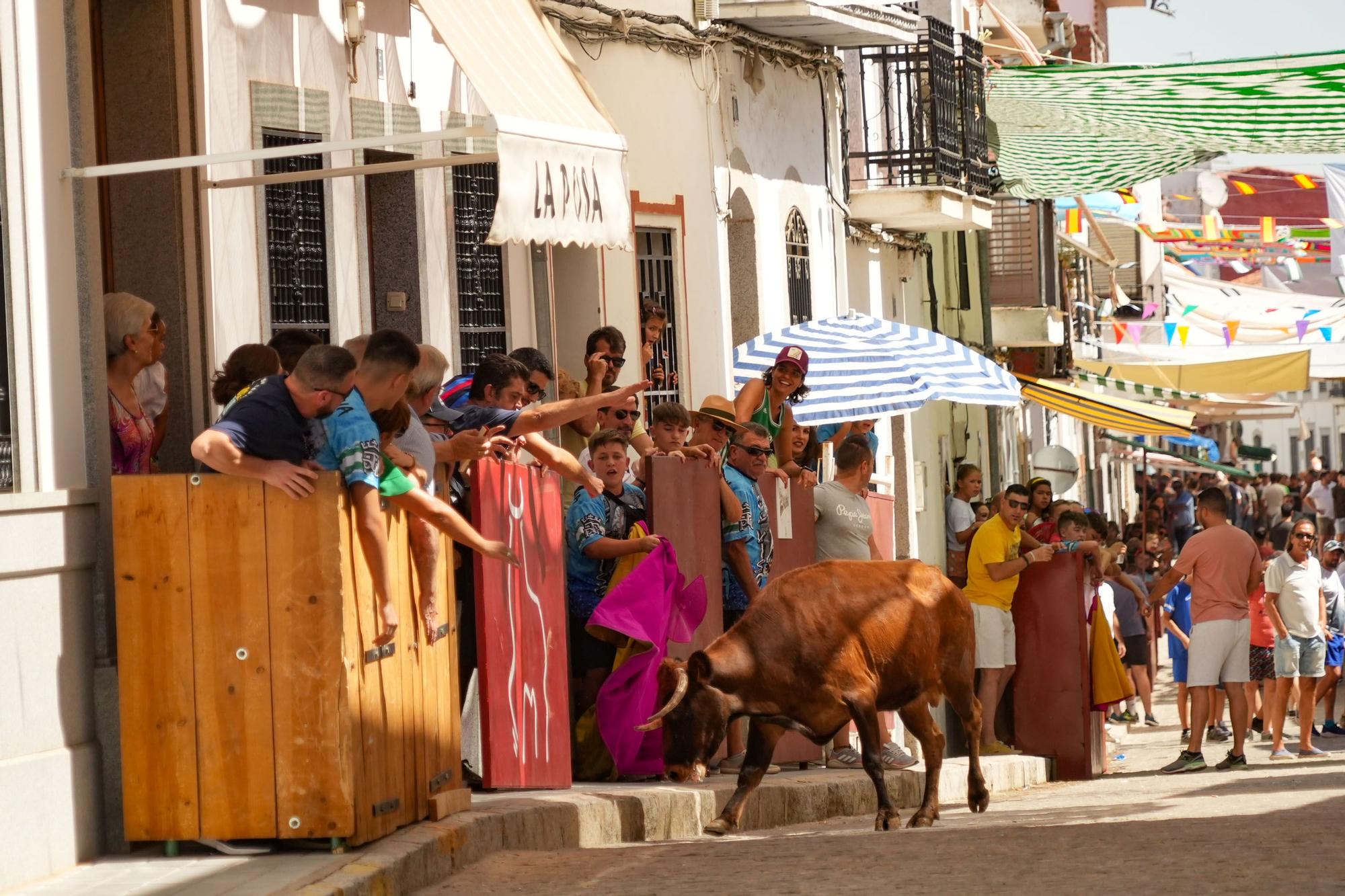 Las vaquillas de El Viso vuelven a correr las calles del pueblo