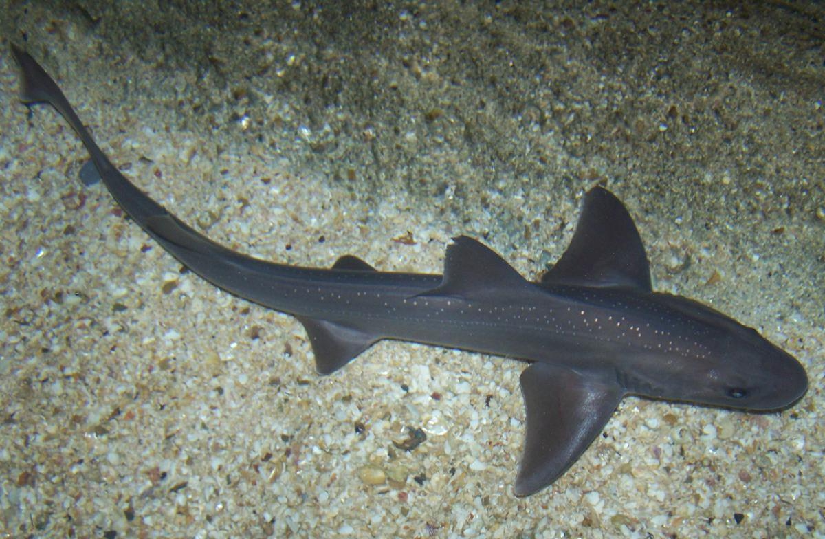 El cazón es otra de las especies incluidas en los apéndices de protección