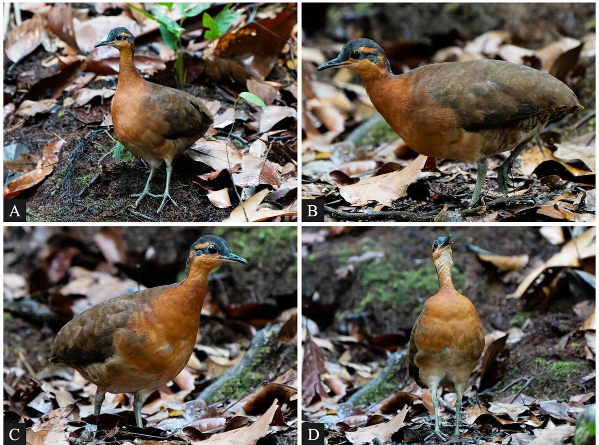 Cuatro imágenes de la nueva especie