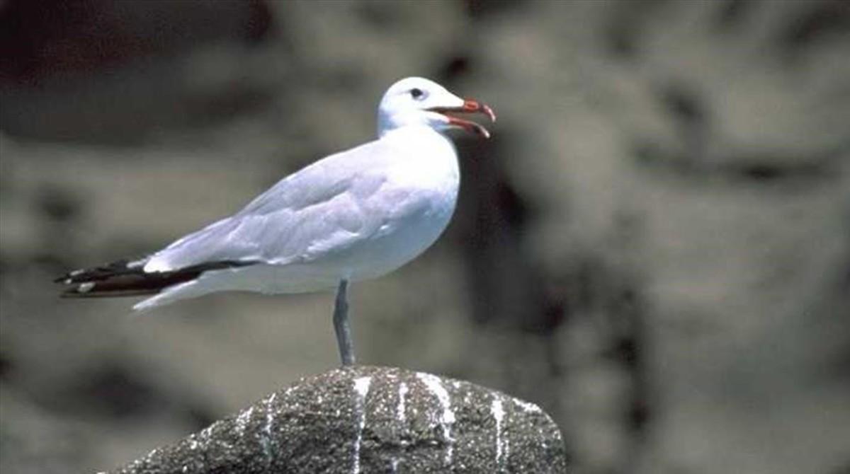 amadridejos2622318 sociedad   macro   aves pajaros en riesgo de extincion   en 180307183522