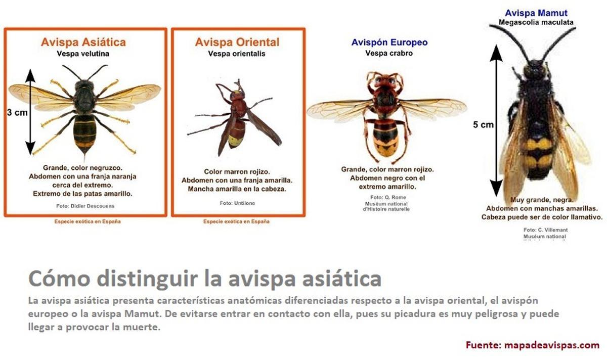 Diferencias entre las distintas especies de avispas.