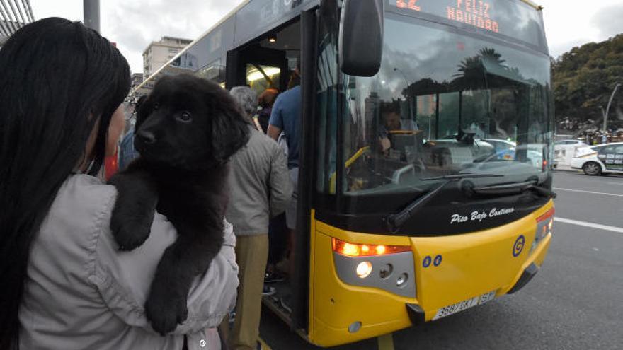Sólo los perros de menos de siete kilos podrán ir en guagua en un  transportín - La Provincia