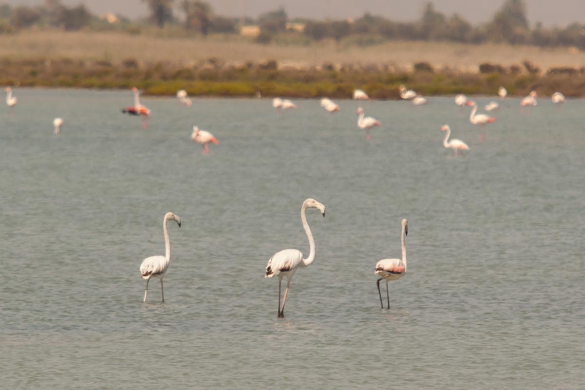 Salinas de Santa Pola.