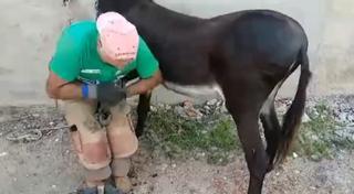 VÍDEO | La pedicura de Bolinche, el burro más famoso de Zamora