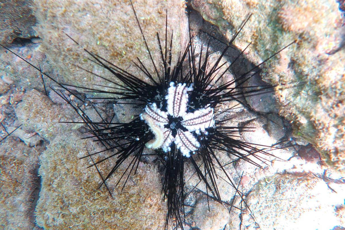 Fotografía cedida por Kimani Kitson-Walters que trabaja con el Caribbean Netherlands Science Institute a través del programa Atlantic and Gulf Rapid Reef Assessment (AGRRA), donde se aprecia un enfermo y moribundo erizo de espinas largas (Diadema antillarum) Fotografía cedida por Kimani Kitson-Walters que trabaja con el Caribbean Netherlands Science Institute a través del programa Atlantic and Gulf Rapid Reef Assessment (AGRRA), donde se aprecia un enfermo y moribundo erizo de espinas largas (Diadema antillarum)