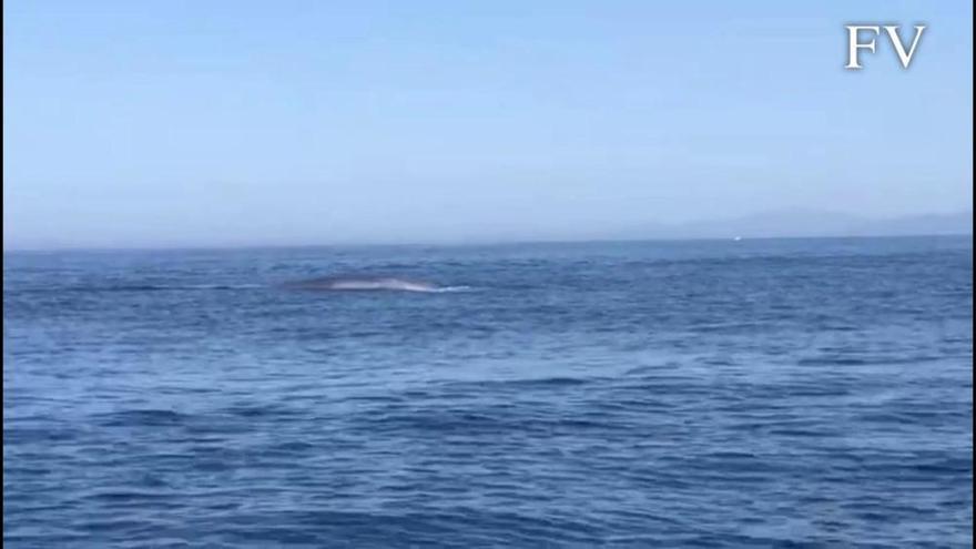 Las ballenas eligen la zona de O Grove para pasar el finde