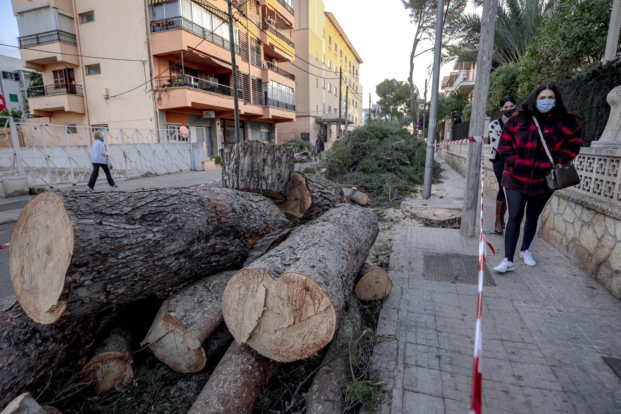 Los vecinos lamentan el "exterminio masivo" de árboles en la calle Pins de Can Pastilla