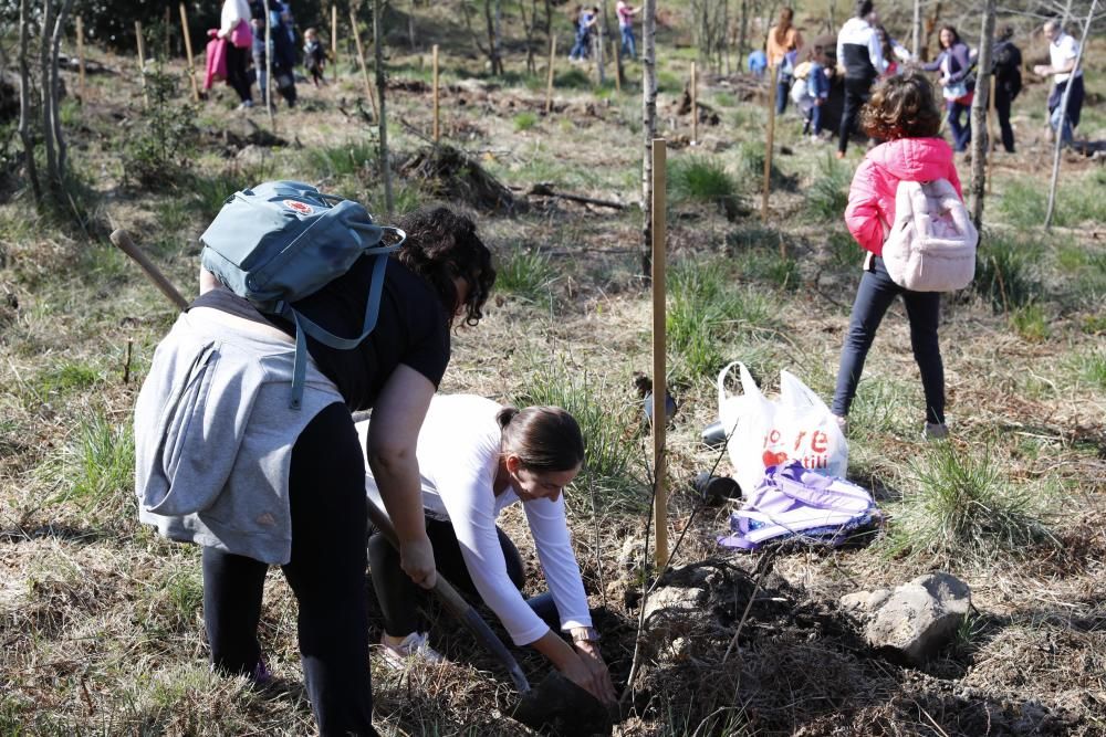 Plantación Carbayera Monte Deva (reforestación)