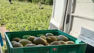 Inesperado hallazgo de un agricultor de Nules en medio de un melonar