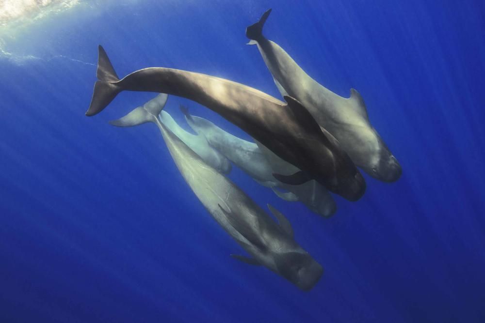 Patricia Conde nada en Tenerife entre ballenas