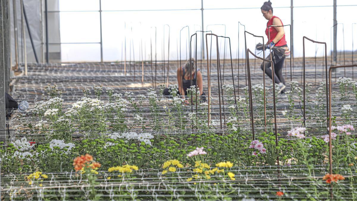 Menos mano de obra. La reducción de un 40% de cultivos de flor cortada desde la irrupción del covid ha potenciado la destrucción de puestos de trabajo tanto en las parcelas agrícolas como en los almacenes de preparación y envío de pedidos.