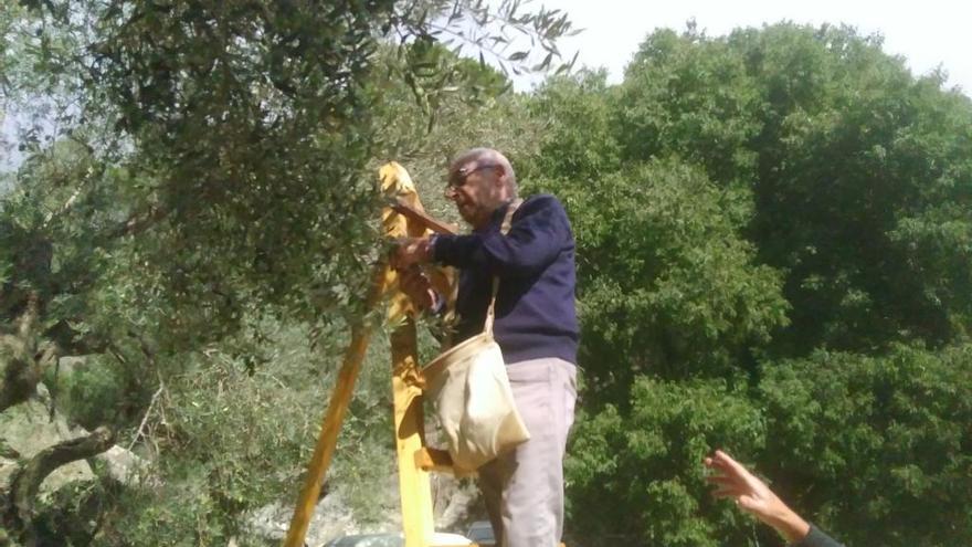 Un agricultor de Caimari recoge olivas al estilo tradicional.