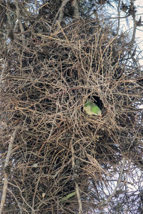 Las cotorras argentinas "toman" los parques de Torrevieja y desplazan a otras especies