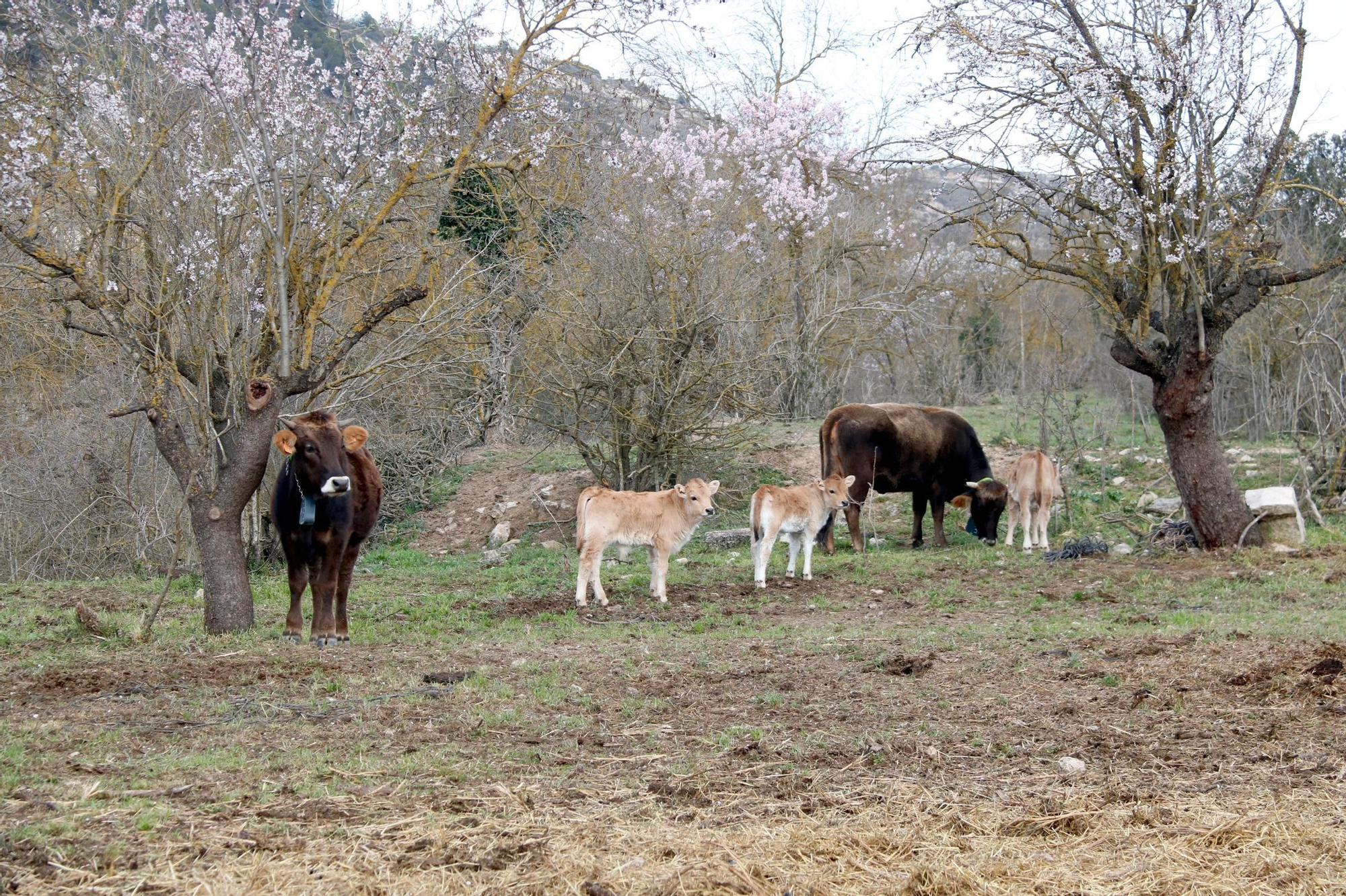 Les fotos de la vaca de l'Albera, una raça en perill d'extinció que es recupera