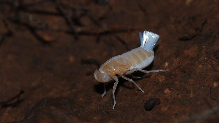 Descubren en La Palma una nueva especie de insecto que vive en total oscuridad