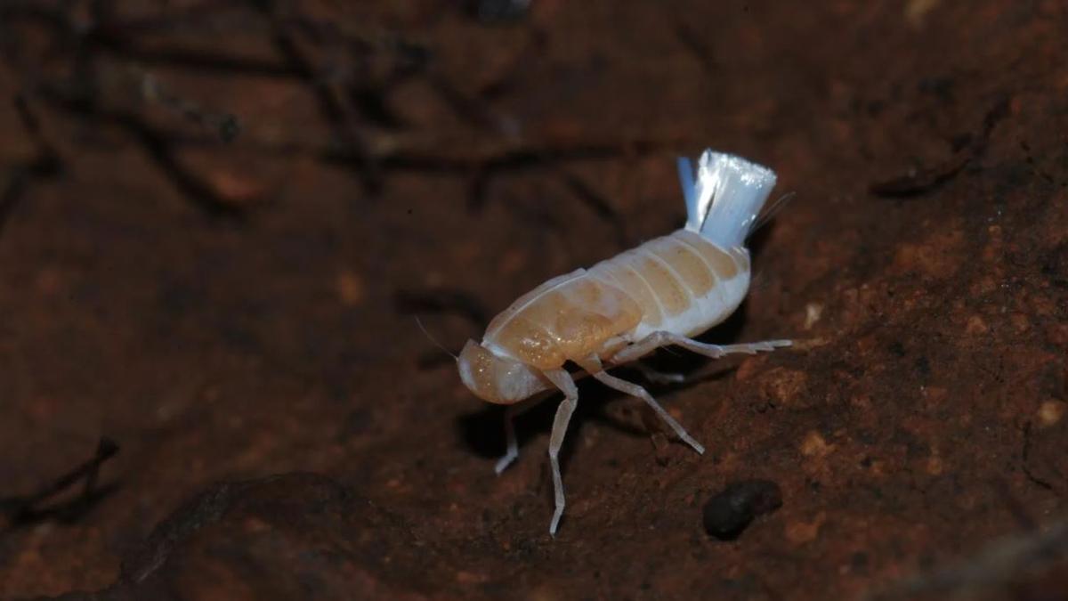 Descubren en La Palma una nueva especie de insecto que vive en total oscuridad