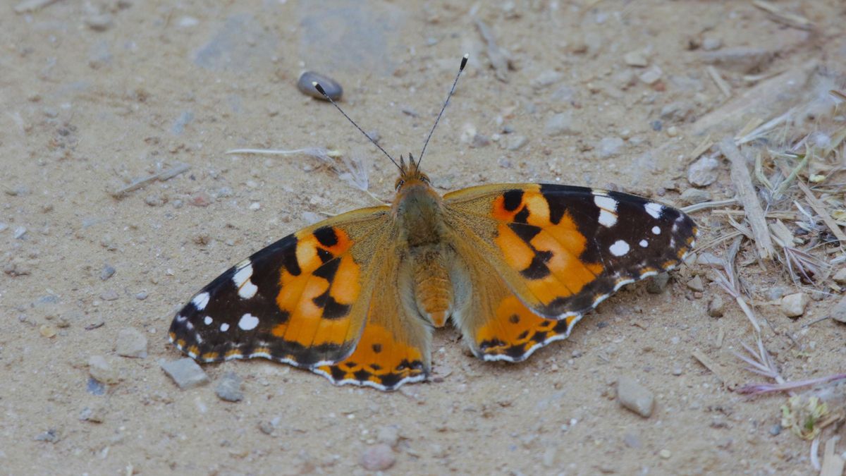 Una mariposa en la Ribera.