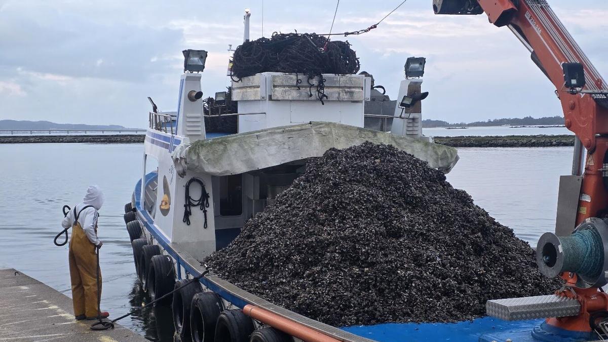 Descarga de mejillón en Arousa.