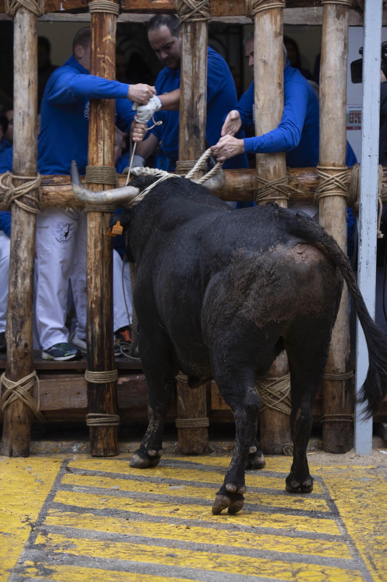 El "Bou en corda" vuelve al Pont Vell de Ontinyent