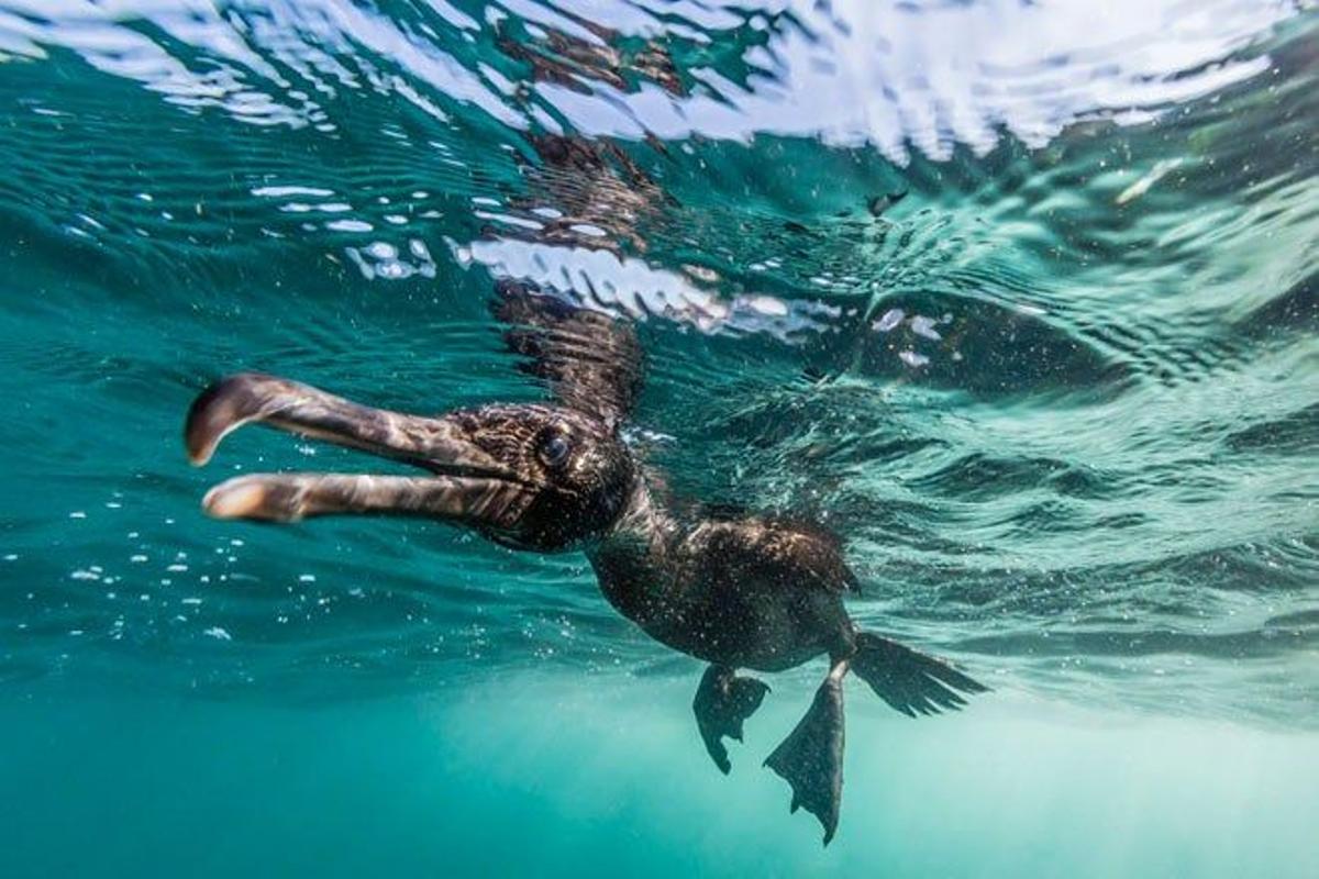 Cormorán de las Galápagos bajo el agua en la isla Isabela.