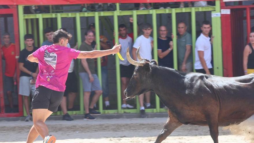 L'Entrata di tori e mucche di Nacho Claramonte segna il mezzogiorno festivo a Burriana