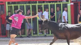 La Entrada de toros y vacas de Nacho Claramonte marca el mediodía festivo en Burriana