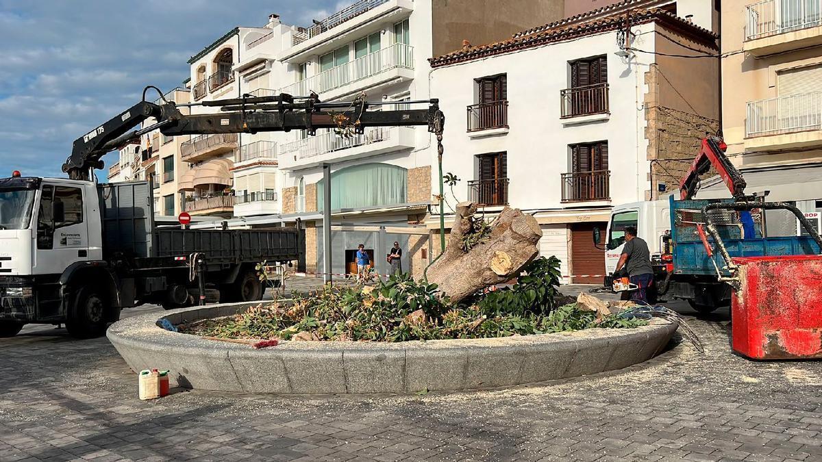 La retirada de l'arbre aquesta setmana.