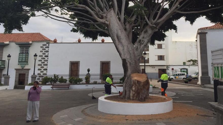 El Ayuntamiento poda un laurel de San Juan por seguridad