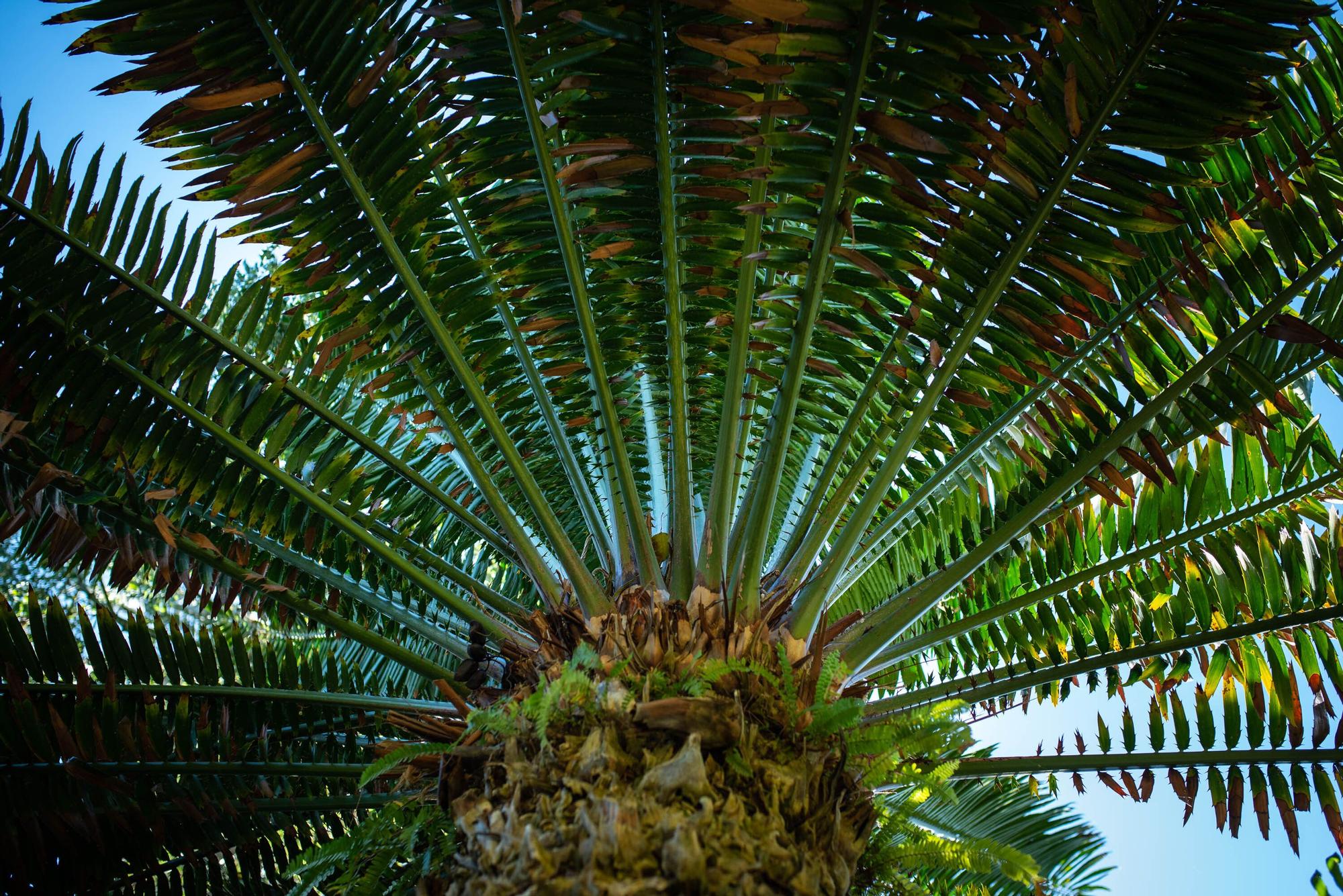 Reapertura Jardín Botánico