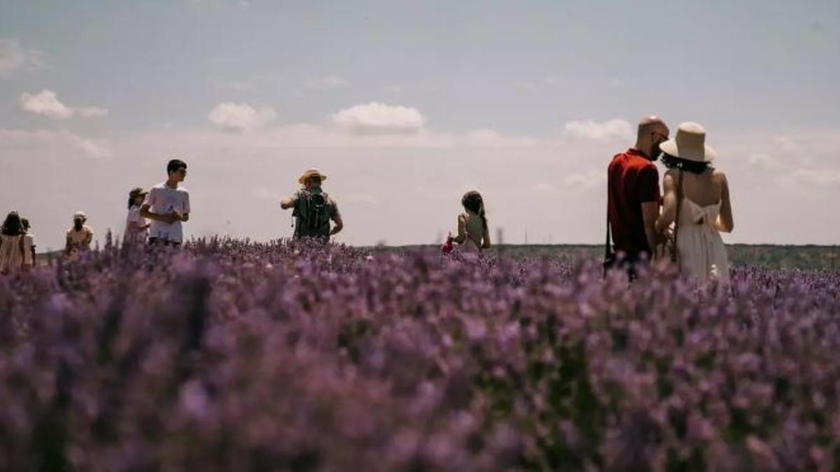 Los campos de lavanda de Brihuega se llenarán de vida este verano con numerosas actividades para todas las edades 