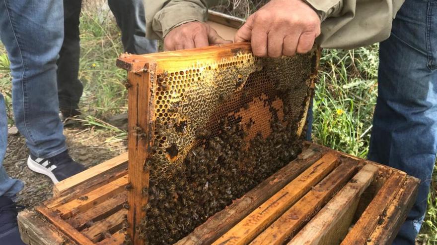 Apicultor manipulando un panal de abejas en Colmenar, en la provincia de Málaga. | FERNANDO DE MIGUEL