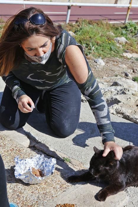 Die Katzen an Palmas Stadtstrand fristen ein trauriges Dasein.