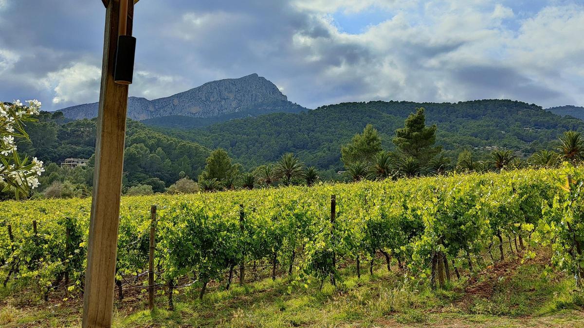 La viña de malvasía del Gran Hotel Son Net, con la Serra de Tramuntana al fondo.