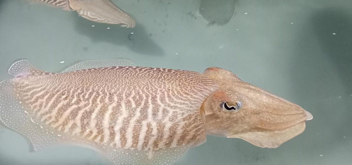 Ejemplares de sepia en cautividad con los que trabaja el equipo de acuicultura del Imida , en sus instalaciones ubicadas en San Pedro del Pinatar .