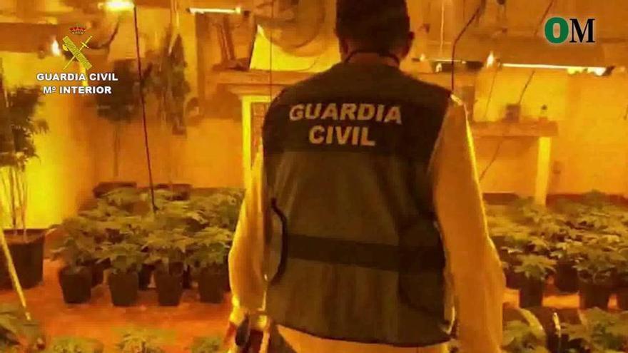 26 detenidos de 5 organizaciones por cultivar marihuana en Antequera