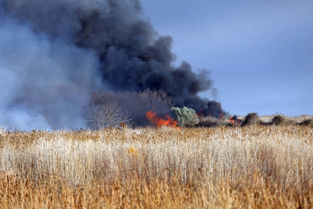 Incendio forestal en el Marjal dels Moros en Sagunt