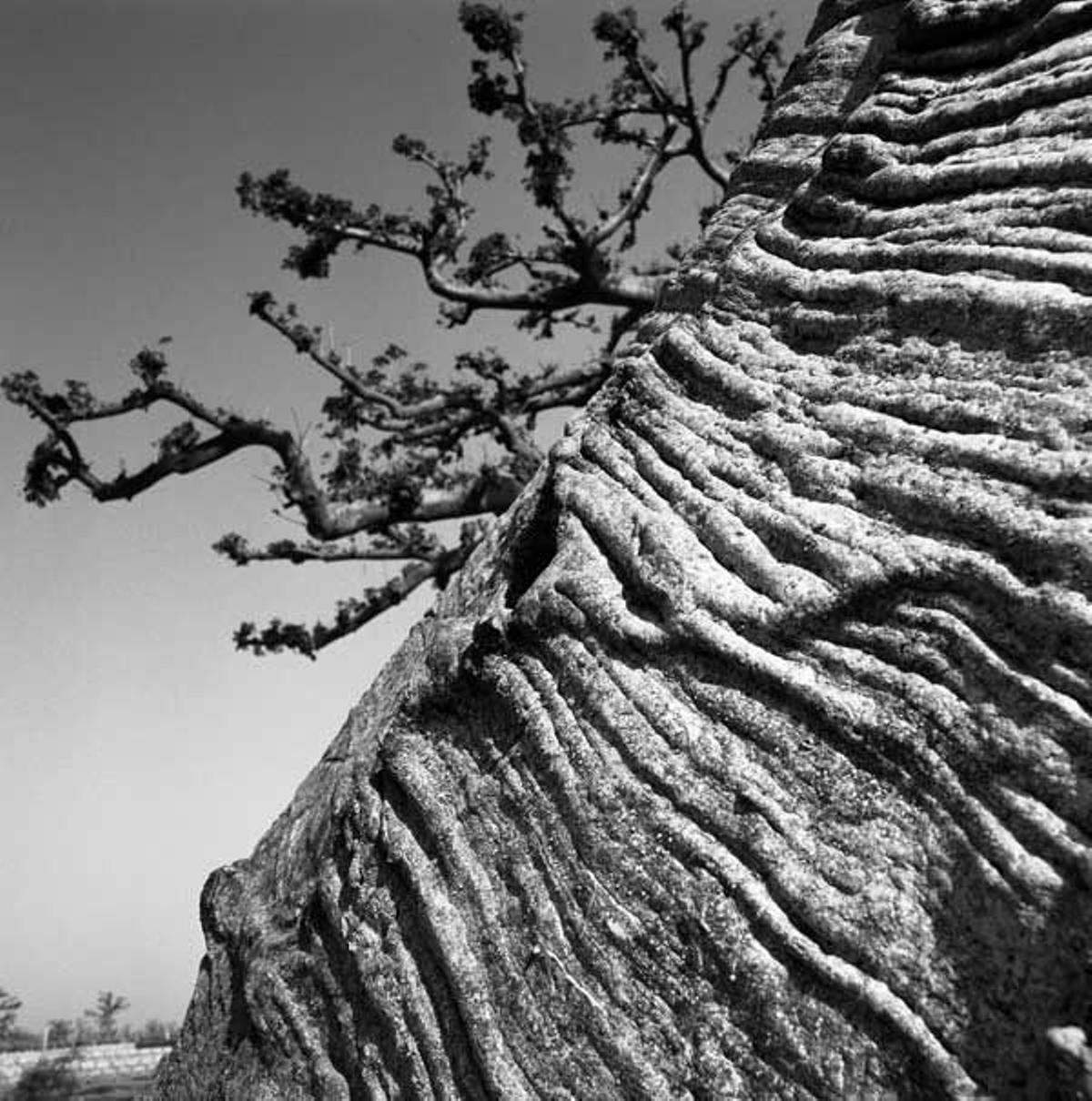 La textura de la superficie de este Baobab muestra los incisiones que los pastores realizan para hacer cuerdas con las que atar a los animales.
