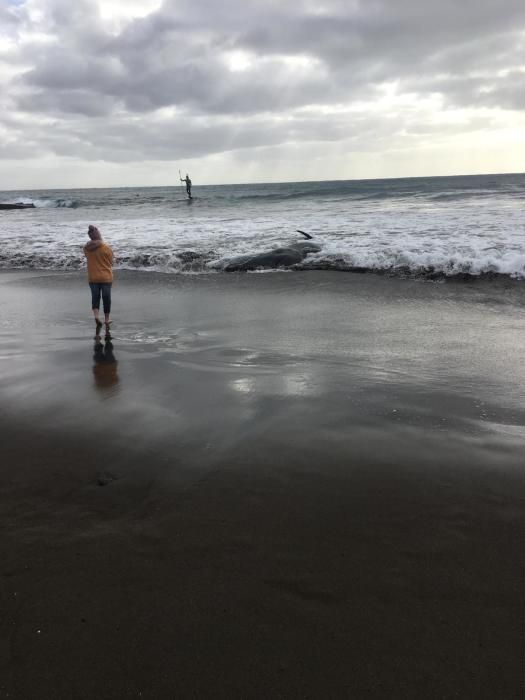 Un cachalote aparece muerto en la playa de Melenara