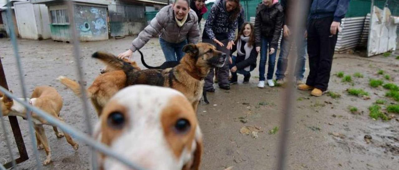 Perros acompañados por voluntarios en las instalaciones de Os Palleiros. // Gustavo Santos