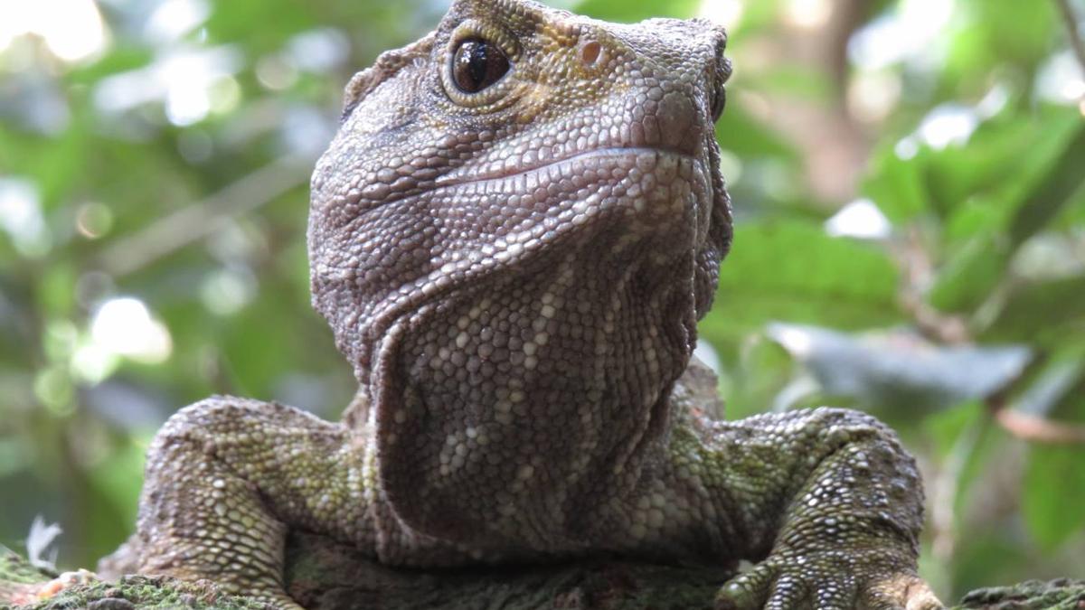 Ejemplar de tuátara (Sphenodon punctatus)