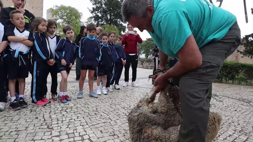 Esquileo didáctico en Badajoz